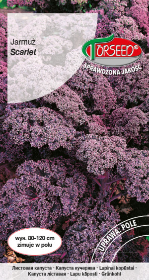Nasiona Jarmuż Scarlet 1g - Torseed