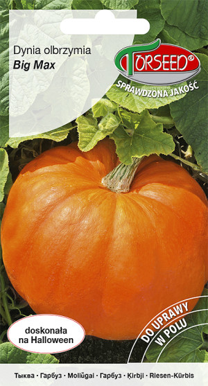 Nasiona Dynia olbrzymia Big Max 3g - Torseed