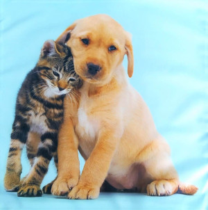 Poszewka dekoracyjna z małym pieskiem i kotkiem