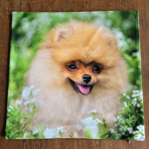 Poszewka dekoracyjna Pomeranian