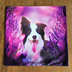 Poszewka dekoracyjna Border Collie wśród lawendy