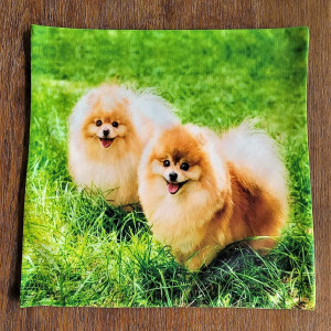 Poszewka dekoracyjna Pomeraniany na łące