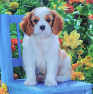 Poszewka dekoracyjna z pieskiem