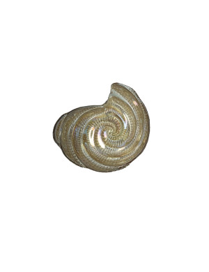 Brandani CIOTOLA CHIOCCIOLA CHAMPAGNE VETRO CM 13