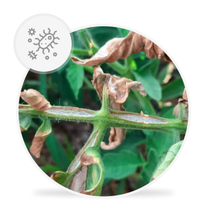 Clavibacter michiganensis subsp. michiganensis [wywołujący raka bakteryjnego pomidora]