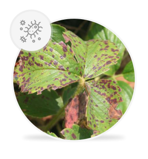 Xanthomonas fragariae [wywołujący bakteryjną kanciastą plamistość liści truskawki]