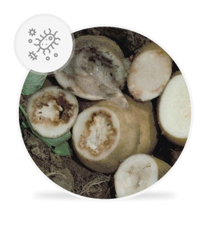 Clavibacter michiganensis subsp. sepedonicus [wywołujący bakteriozę pierścieniową ziemniaka]