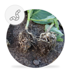 Obecność patogenu Plasmodiophora brassicae [obecność w roślinie patogenu wywołującego kiłę kapusty]