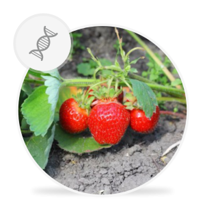 Truskawka - badanie patogenów odglebowych [gleba / podłoże]