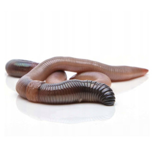 Rosówka kanadyjska 200 szt.