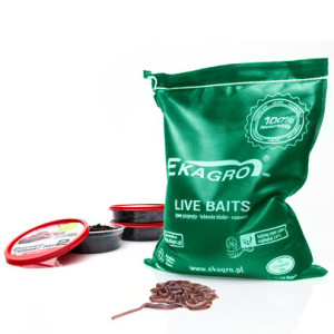 Dendrobena #4- duże czerwone robaki na ryby 1kg