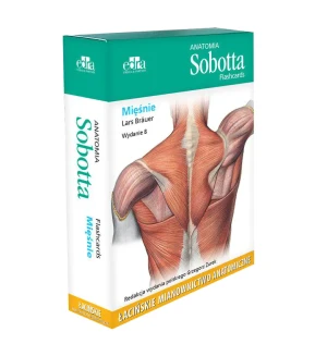 Anatomia Sobotta Flashcards. Mięśnie. Łacińskie mianownictwo anatomiczne - Brauer Lars - książka