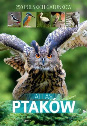 Atlas ptaków - Marchowski Dominik - książka