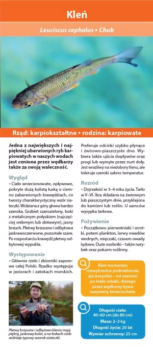 Ryby - praca zbiorowa - książka