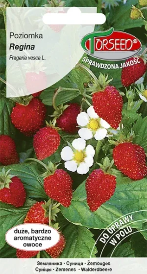 Poziomka Regina nasiona Torseed