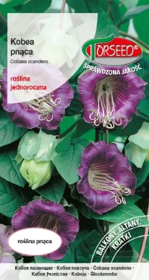 Kobea pnąca fioletowa nasiona Torseed