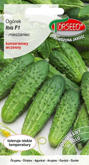 Ogórek Ibis F1 gruntowy nasiona Torseed
