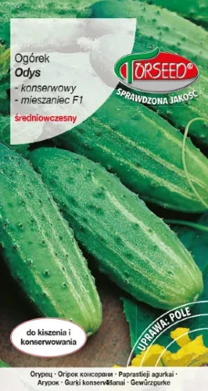 Ogórek Odys F1 gruntowy nasiona Torseed