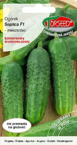 Ogórek gruntowy Soplica F1 nasiona Torseed
