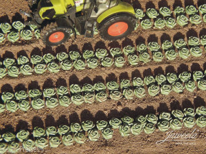Juweela H0 (1:87) 28372 - 1:87 Kopfsalat, 450x