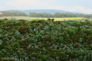 Model Scene F620 - Walduntergrund - Blaubeeren