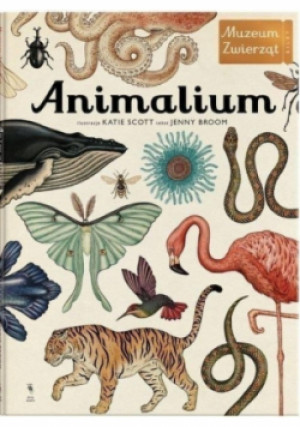 Animalium - Jenny Broom - książka  wyd. 2016