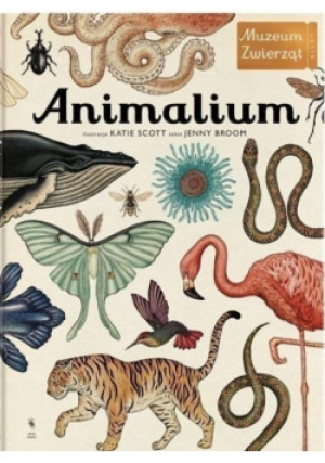 Animalium - Jenny Broom - książka  wyd. 2015