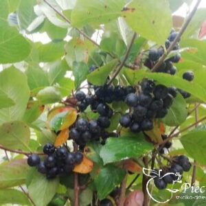Aronia krzaczasta