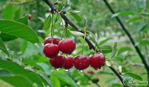 Wiśnia Pandy