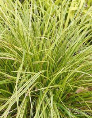 Turzyca Buchanana Gold Fountain