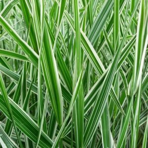 Turzyca Buchanana Ice Dance