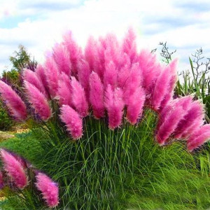 Trawa pampasowa Cortadelia Rosea