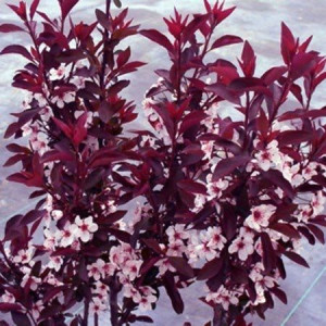 Wiśnia japońska Royal  Burgundy