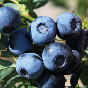 Borówka amerykańska Bluecrop