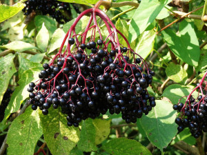 czarny Bez