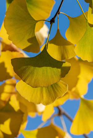 Miłorząb japonski Ginkgo biloba