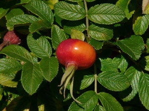 Róża jadalna rosa rugosa