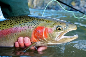 Fototapeta Wędkarstwo Steelhead trout caught while fly fishing