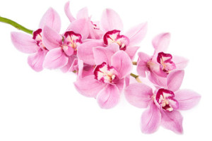 Fototapeta Orchidee pink orchid flowers isolated