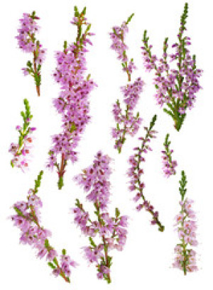 Fototapeta Wrzosy set of heather blossoms isolated on white