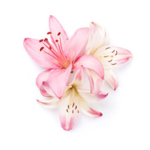 Fototapeta Lilia Colorful lily flowers
