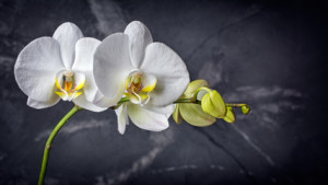 Fototapeta Orchidee Branch with white orchid flowers on black marble