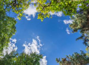 Fototapeta Niebo trees and blue sky