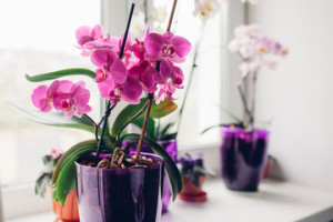 Fototapeta Orchidee Purple orchid on windowsill. Home plants care.
