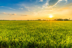 Fototapeta Pola Beautiful environment landscape of green field cornfield or corn in Asia country agriculture harvest with sunset sky background.