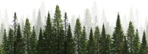Fototapeta Las dark green straight trees forest on white