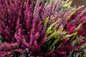 Fototapeta Wrzosy Beautiful red, white and pink heather blossoms closeup. Autumn flowers heather background.