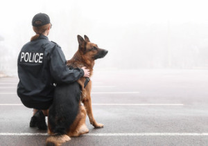 Fototapeta Policja Female police officer with dog patrolling city street