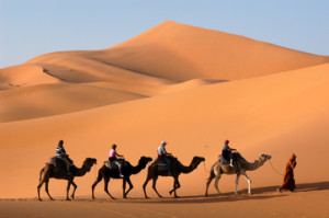 Fototapeta Pustynia camel caravan in the sahara desert