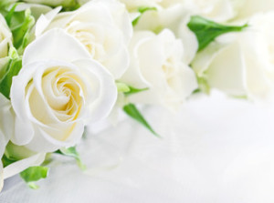 Fototapeta Róże Closeup of white roses